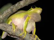 American Green Tree Frog (Hyla cinerea), with distended vocal sac