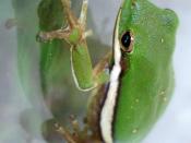 English: Hyla cinerea - Green Tree Frog - Raleigh, NC