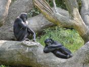 English: Bonobos at the Cincinnati Zoo. Photo by Greg Hume