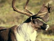 English: Caribou, Reindeer in Alaska