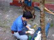 English: veterinarian on service