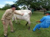 US Navy 070720-N-8704K-195 Lt. Cmdr. Gregg Langham, a U.S. Public Health Service veterinarian, works with Nicaraguan Ministry of Agriculture and Forestry (MAGFOR) veterinarian Marcio Reyes to control a pregnant cow at the Dos P