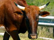 zulu nguni cow with long horns