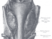 Human parathyroid glands