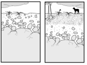 Different stages of soil development. Are formed the different soil horizons by weathering of parent rock, then installed the first living organisms, providing organic matter and weathering continued, and later filter out fine particles to form a new hori