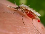 An Anopheles stephensi mosquito is obtaining a blood meal from a human host through its pointed proboscis. Note the droplet of blood being expelled from the abdomen after having engorged itself on its host’s blood. This mosquito is a known malarial vector