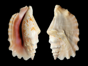 Laciniate conch (Sinustrombus sinuatus) - synonym : Strombus sinuatus). Shell length 83 mm. Français : Une coquille de strombe à crête (Strombus sinuatus). Longueur : 83 mm.