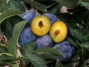 Plums that have been genetically engineered to be resistant to the plum pox virus