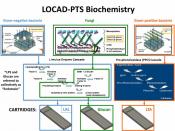 English: LOCAD-PTS Biochemistry. Enzyme cascades are shown for all three current types of LOCAD-PTS cartridge. Each cartridge type detects one of three groups of microorganisms: gram-negative bacteria (endotoxin), fungi (glucan) and gram-positive bacteria