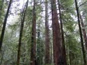 English: Armstrong Redwoods State Nature Reserve
