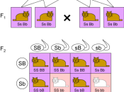 English: This illustrates a dihybrid cross using a Punnett square. The traits are long tail (s), short tail (S), brown hair (B) and white hair (b).