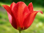 English: Tulipa 'Page Polka'