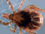 The blacklegged tick (Ixodes scapularis), the primary vector for Lyme disease in the central and eastern United States. (And elsewhere, too. Uploader)