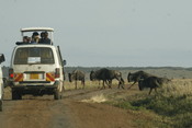Tourists drive through the Masaai Mara viewing Wildebeests.