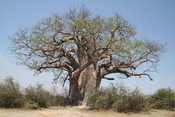 English: A Baobab tree, Adansonia digitata, in the Sahel sub-Saharan savanna, in Tanzania. picture taken at Tarangire Nationalpark, Tanzania. Deutsch: Affenbrotbäume (Adansonia digitata) oder Baobab-Bäume, fotografiert im Tarangire Nationalpark, Tanzania