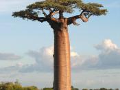 Grandidier's Baobab, picture taken near Morondava, Madagascar Français : Baobab de Grandidier, photo prise près de Morondava, Madagascar Basa Sunda: Tangkal Baobab Grandidier (Adansonia grandidieri) di Morondava, Madagaskar. Tiếng Việt: Bao báp Grandidier