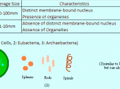 English: Cell Types