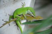 English: Green anole mating (Anolis carolinensis), Carolina anole