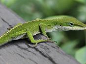 Green Anole Lizard (Anolis carolinensis) on railing in Hilo, Hawaii.