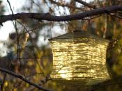 Lantern and Birch Tree