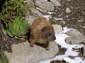 Hyrax are able to cope with a more extreme climate and are found up to the highest vegetation.