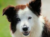 English: A liver-coloured Border Collie with heterochromatic eyes.