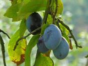 Deutsch: Reife Zwetschgen am Baum (Prunus domestica)