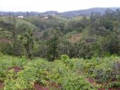 Many regions in Cameroon are particularly mountainous. Rampant rates of deforestation threaten the regions watershed and soil fertility. Therefore, TREES is working with farmers to plant trees along hillsides to improve the soil and protect against erosio