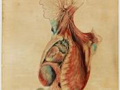 Charles Bell anatomical print: The Respiratory System
