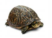 Photo of a Florida Box Turtle (Terrapene carolina bauri). Taken in Jacksonville, Florida, USA.