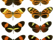 Mimicry in Butterflies Is Seen here on These Classic “Plates” Showing Four Forms of H. numata, Two Forms of H. melpomene, and the Two Corresponding Mimicking Forms of H. erato. This highlights the diversity of patterns as well as the mimicry associations,