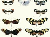 Plate from Bates (1862) illustrating Batesian mimicry between Dismorphia species (top row, third row) and various Ithomiini (Nymphalidae) (second row, bottom row)