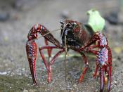 Procambarus clarkii, known as the Louisiana crawfish, is the state crustacean of Louisiana.