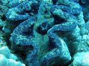 Giant clam or Tridacna gigas. Photographed by Jan Derk in November 2002 on the Great Barrier Reef, Australia.