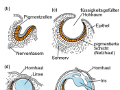 Stages in the evolution of the eye (de)