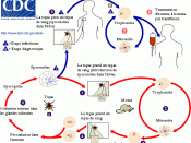 Babesia LifeCycle(French version)