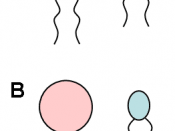Different types of anisogamy: A) Anisogamy of motile gametes B) Oogamy (non-motile egg cell, motile sperm cell) C) Anisogamy of non-motile gametes (created with Powerpoint)