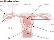 Uterus and uterine tubes.