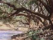 English: Combo Waterhole Queensland in a light dust haze. Probably the archetyp of a billabong, under the shade of a coolibah tree from the song 