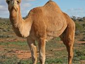 English: Dromedary camel in outback Australia, near Silverton, NSW.