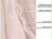 Labiaplasty: The external anatomy of the clitoris.