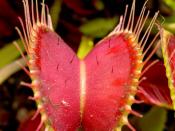 The bright leaves of the venus flytrap (Dionaea muscipula) attract insects in the same way as flowers.