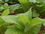 Tobacco plants growing in a field in Intercourse, Pennsylvania