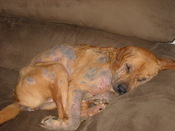 Dog with demodectic mange