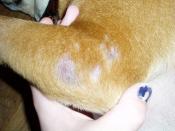 A dog with skin irritation and hair loss on its leg caused by demodectic mange