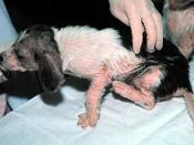 Puppy with Sarcoptic mange; canine scabies