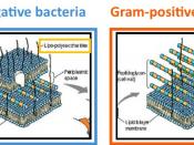 cartoon of Gram positive and Gram negative bacterial cell walls