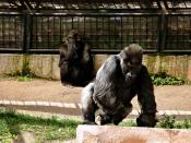 Angry Gorilla Monkey is the Strongest Animal of Zoo Apes