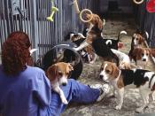 Beagle Dogs in Research for Animal Testing