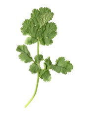 English: A close-up scan of a cilantro leaf.